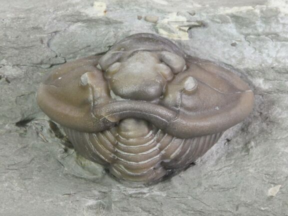 Wide, Enrolled Flexicalymene Trilobite In Shale - Ohio #67656